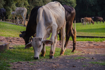 Cows grazing on the grass in the park