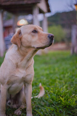 Labrador retriever dog in the garden at sunset time, selective focus