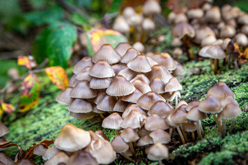 Fototapeta premium Fungi growing in Sussex woodland in November