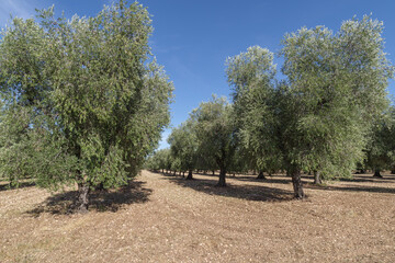 Fototapeta premium Olive grove in Apulia, Italy
