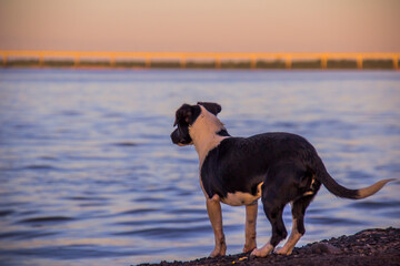 black and white dog standing on the shore of the lake at sunset