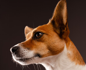 Cute young Jack Russell Terrier on a dark studio background