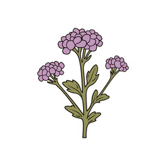 verbena flower isolated vector illustration