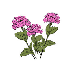verbena flower isolated vector illustration