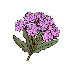 verbena flower isolated vector illustration