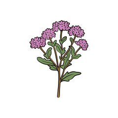 verbena flower isolated vector illustration