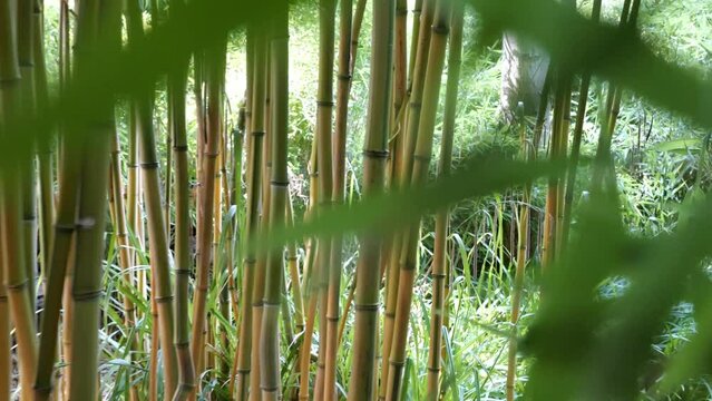 bamboos in a bamboo forest