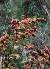 purple fruits and dry autumnal leaves of Symphoricarpos orbiculatus bush close up