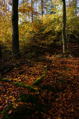 Goldener Herbst - wandern im Hönnetal bei Balve, Sauerland, NRW