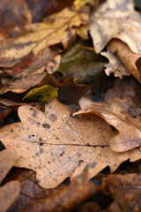 Beautiful autumn foliage in the rain close-up