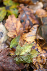 Beautiful autumn foliage in the rain close-up