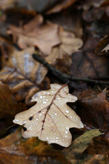 Beautiful autumn foliage in the rain close-up