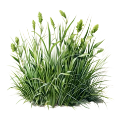 Foto op Plexiglas Grass Plant, Realistic Watercolor Art © Pure Imagination