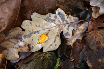 Beautiful autumn foliage in the rain close-up