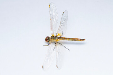Extreme macro  shots, showing of eyes dragonfly detail. isolated on a white background.