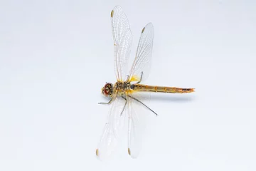 Fototapeten Extreme macro  shots, showing of eyes dragonfly detail. isolated on a white background. © blackdiamond67