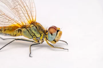 Foto auf Acrylglas Extreme macro  shots, showing of eyes dragonfly detail. isolated on a white background. © blackdiamond67