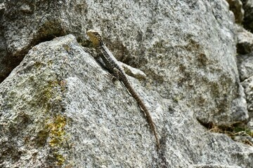 A beautiful green Tropidurus Torquatus Lizard on a rock in Peru.