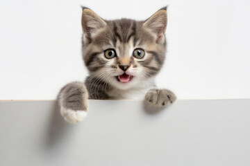 kitten on white background with blank white banner