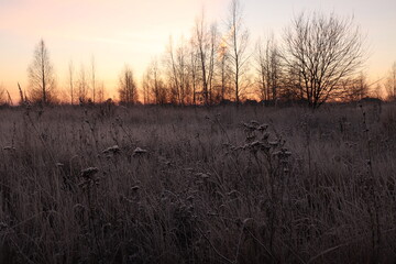 Frost on the grass and trees against the background of the orange sky of the autumn dawn