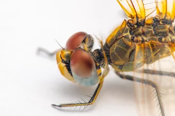 Foto auf Acrylglas Extreme macro  shots, showing of eyes dragonfly detail. isolated on a white background. © blackdiamond67