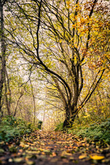 Naklejka premium Autumn in the forest - UK