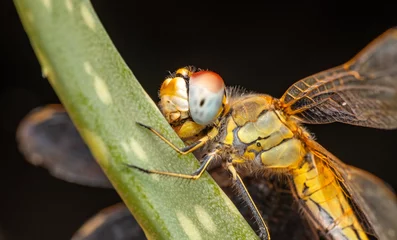 Outdoor kussens Macro shots, showing of eyes dragonfly and wings detail. Beautiful dragonfly in the nature habitat. © blackdiamond67