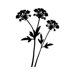 verbena silhouette isolated vector