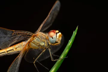 Outdoor-Kissen Macro shots, showing of eyes dragonfly and wings detail. Beautiful dragonfly in the nature habitat. © blackdiamond67