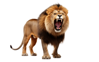 Majestic Roar Lion Stuffed Animal on a White or Clear Surface PNG Transparent Background