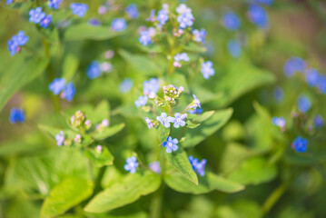 Forget-me-not flowers blooming on the sunlight