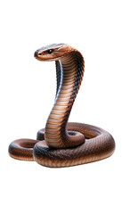Fototapeta premium Dangerous cobra snake.