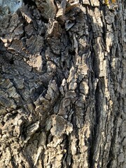 Bari, Italy. Dry tree bark texture background