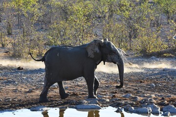Afrikanischer Elefant (loxodonta africana) am Wasserloch Halali im Etoscha Nationalpark in Namibia.