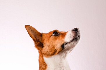 Cute young Jack Russell Terrier on a bright studio background