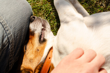 Young Jack Russell Terrier cuddles with his human friend, give love and peace