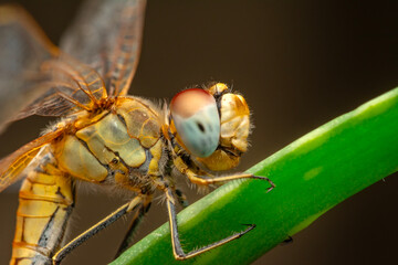Macro shots, showing of eyes dragonfly and wings detail. Beautiful dragonfly in the nature habitat.