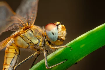 Foto op Canvas Macro shots, showing of eyes dragonfly and wings detail. Beautiful dragonfly in the nature habitat. © blackdiamond67