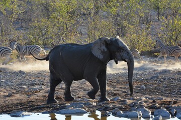 Obraz premium Afrikanischer Elefant (loxodonta africana) am Wasserloch Halali im Etoscha Nationalpark in Namibia.