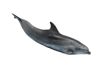 dolphin
