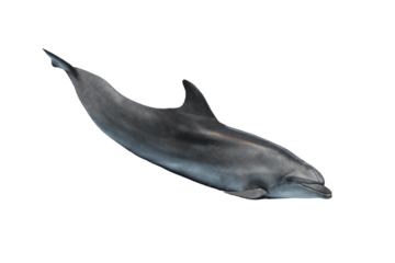 dolphin