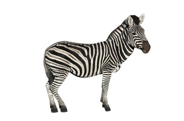 zebra © fotomaster