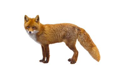 fox