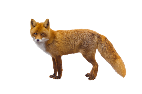 fox