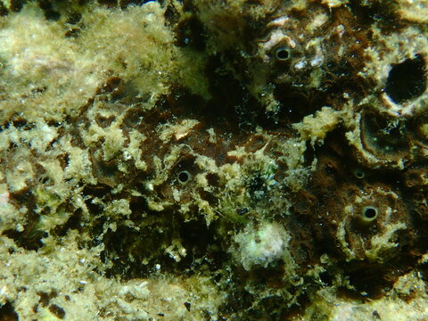Brown boring sponge (Cliona schmidtii) extreme close-up undersea, Aegean Sea, Greece, Halkidiki