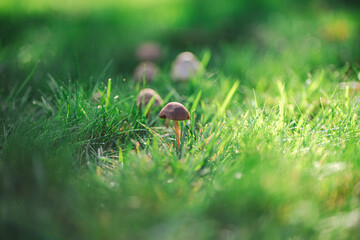 Cluster of mushrooms growing in a grass lawn 