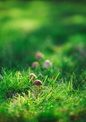 Cluster of mushrooms growing in a grass lawn 
