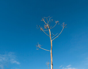skeletal dry branches of small solitary tree