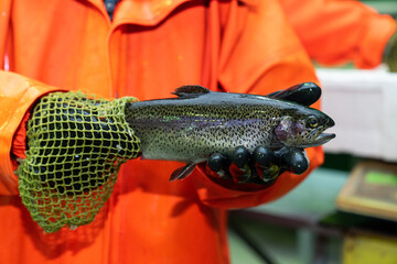 Trout in the hands of a fisherman. Trout farming. Trout in the hands of a fisherman. Trout farming.