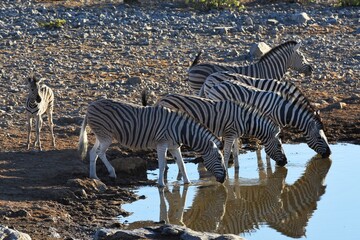 Fototapeta na wymiar Steppenzebras (equus quagga) am Wasserloch Halali im Etoscha Nationalpark in Namibia. 